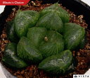 三仙寿(サンセンジュ) ハオルチア属 多肉植物 9cmポット観葉植物 雑貨 おすすめ インテリア 暮らし ハオルシア haworthia サボテン 植物