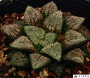 aiVhmj@nI`A@A@9cm|bgϗtA G  CeA 炵 nIVA haworthia T{e A