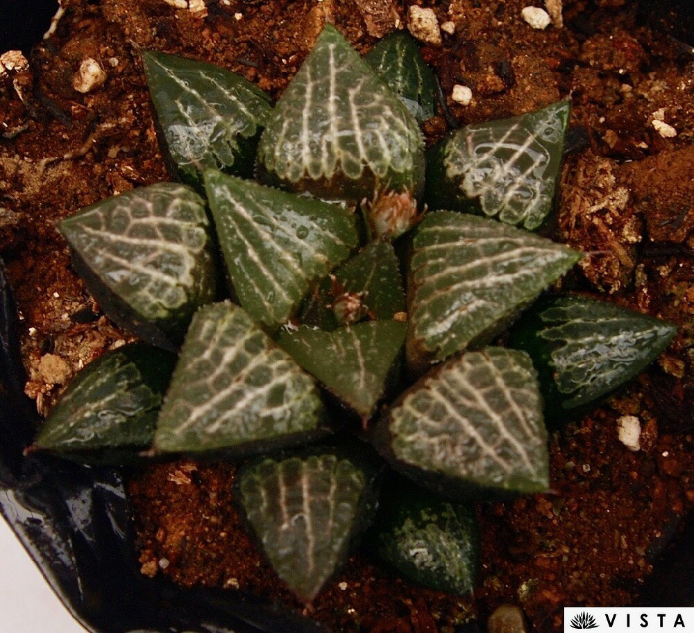 紫コレクタ（ムラサキコレクタ）　ハオルチア属　多肉植物　9cmポット観葉植物 雑貨 おすすめ インテリア 暮らし ハオルシア haworthia サボテン 植物 vistajapan-10001344 ビスタジャパン サンプル画像2