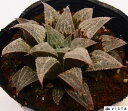 シコルドチアマジョール ハオルチア属 多肉植物 9cmポット観葉植物 雑貨 おすすめ インテリア 暮らし ハオルシア haworthia サボテン 植物