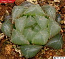 赤線レンズ(アカセンレンズ) ハオルチア属 多肉植物 9cmポット観葉植物 雑貨 おすすめ インテリア 暮らし ハオルシア haworthia サボテン 植物