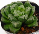 美穂(ミホ) ハオルチア属 多肉植物 9cmポット観葉植物 雑貨 おすすめ インテリア 暮らし ハオルシア haworthia サボテン 植物