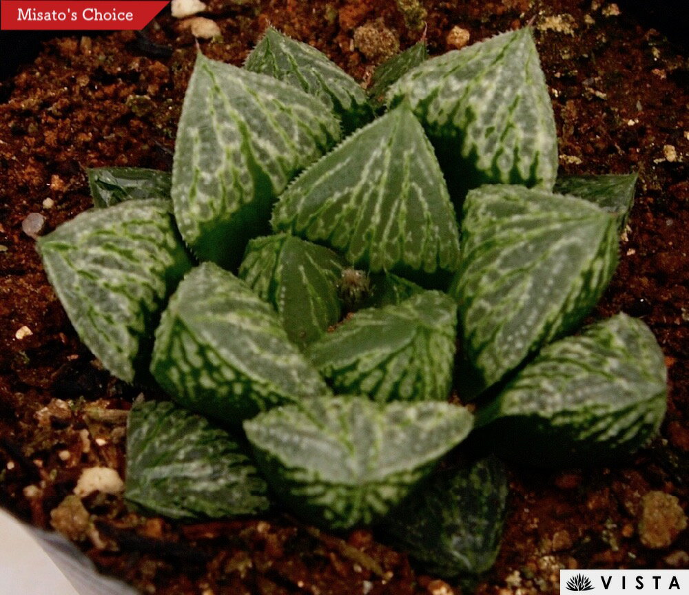 グリーンウッディ　ハオルチア属　多肉植物　9cmポット観葉植物 雑貨 おすすめ インテリア 暮らし ハオルシア haworthia サボテン 植物