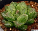 ボールストライプ ハオルチア属 多肉植物 9cmポット観葉植物 雑貨 おすすめ インテリア 暮らし ハオルシア haworthia サボテン 植物