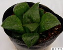 デンシフロラム ハオルチア属 多肉植物 9cmポット観葉植物 雑貨 おすすめ インテリア 暮らし ハオルシア haworthia サボテン 植物