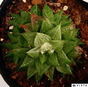 氷砂糖（コオリザトウ）　ハオルチア属　多肉植物　9cmポット観葉植物 雑貨 おすすめ インテリア 暮らし ハオルシア haworthia サボテン 植物