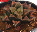 チョコレート ハオルチア属 多肉植物 9cmポット観葉植物 雑貨 おすすめ インテリア 暮らし ハオルシア haworthia サボテン 植物
