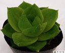 ラモサクィーン ハオルチア属 多肉植物 9cmポット観葉植物 雑貨 おすすめ インテリア 暮らし ハオルシア haworthia サボテン 植物
