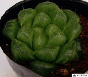 ビッグモック ハオルチア属 多肉植物 9cmポット観葉植物 雑貨 おすすめ インテリア 暮らし ハオルシア haworthia サボテン 植物