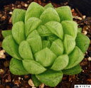カワイイ ハオルチア属 多肉植物 9cmポット観葉植物 雑貨 おすすめ インテリア 暮らし ハオルシア haworthia サボテン 植物