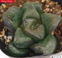 ブラックレディハイブリッド ハオルチア属 多肉植物 9cmポット観葉植物 雑貨 おすすめ インテリア 暮らし ハオルシア haworthia サボテン 植物