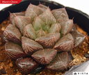 大紫オブツーサ(オオムラサキオブツーサ) ハオルチア属 多肉植物 9cmポット観葉植物 雑貨 おすすめ インテリア 暮らし ハオルシア haworthia サボテン 植物