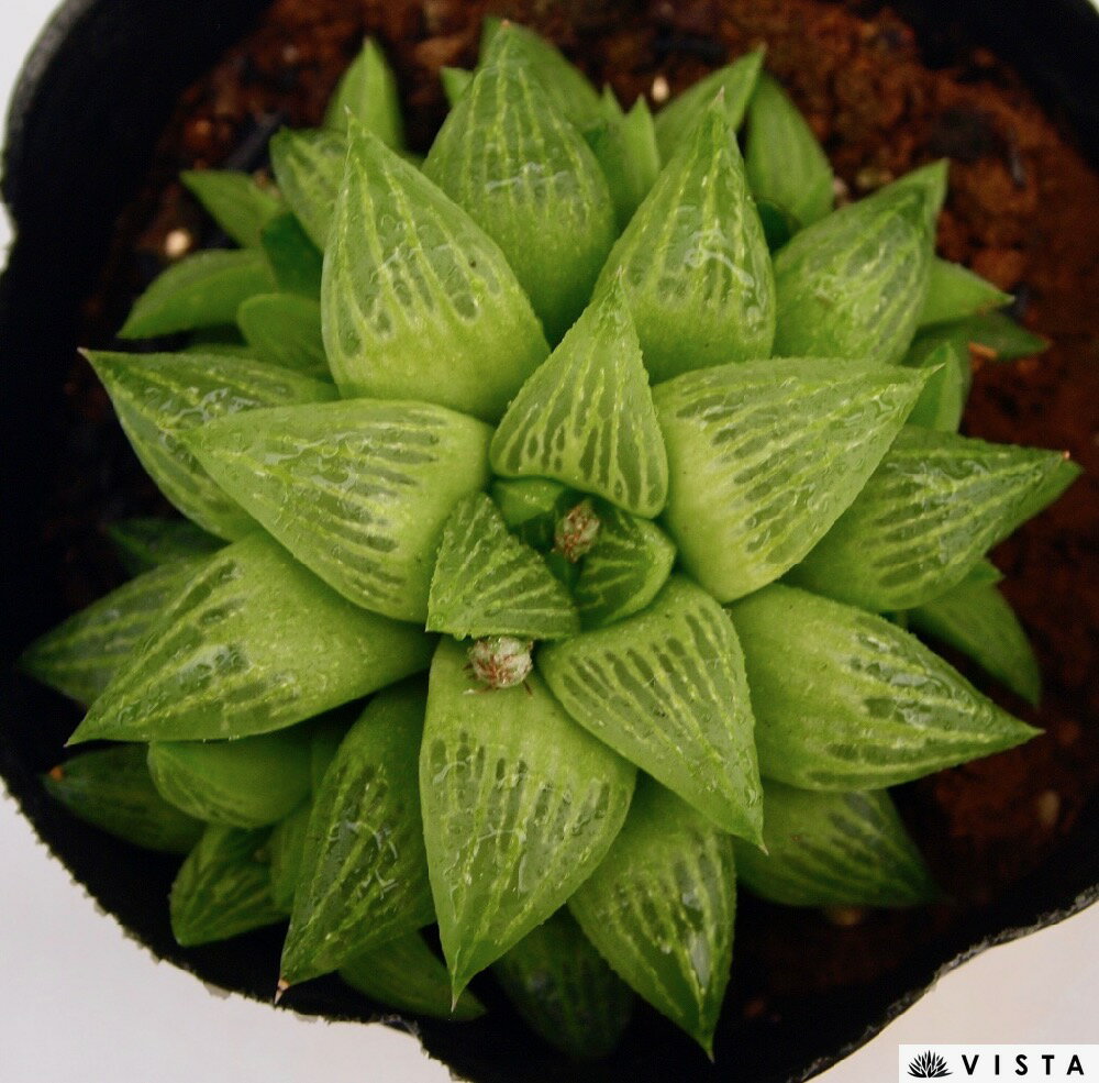 ɱ�ءʥҥ�ĥХ��ˡ��ϥ������°��¿����ʪ��9cm�ݥåȴ��տ�ʪ ���� �������� ����ƥꥢ ��餷 �ϥ��륷�� haworthia ���ܥƥ� ��ʪ