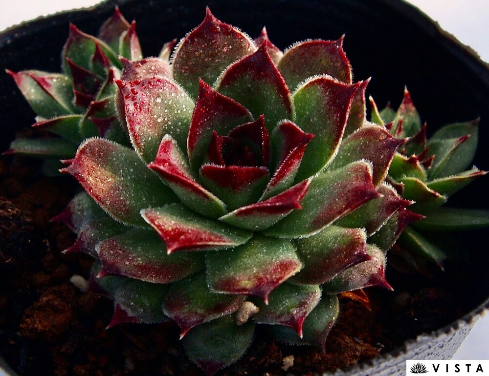 カルカレウム　ギョーム センペルビウム属　多肉植物　9cmポット観葉植物 雑貨 おすすめ インテリア 暮らし&#160;地植え 鉢植え 子株 寒さ 紅葉のサムネイル