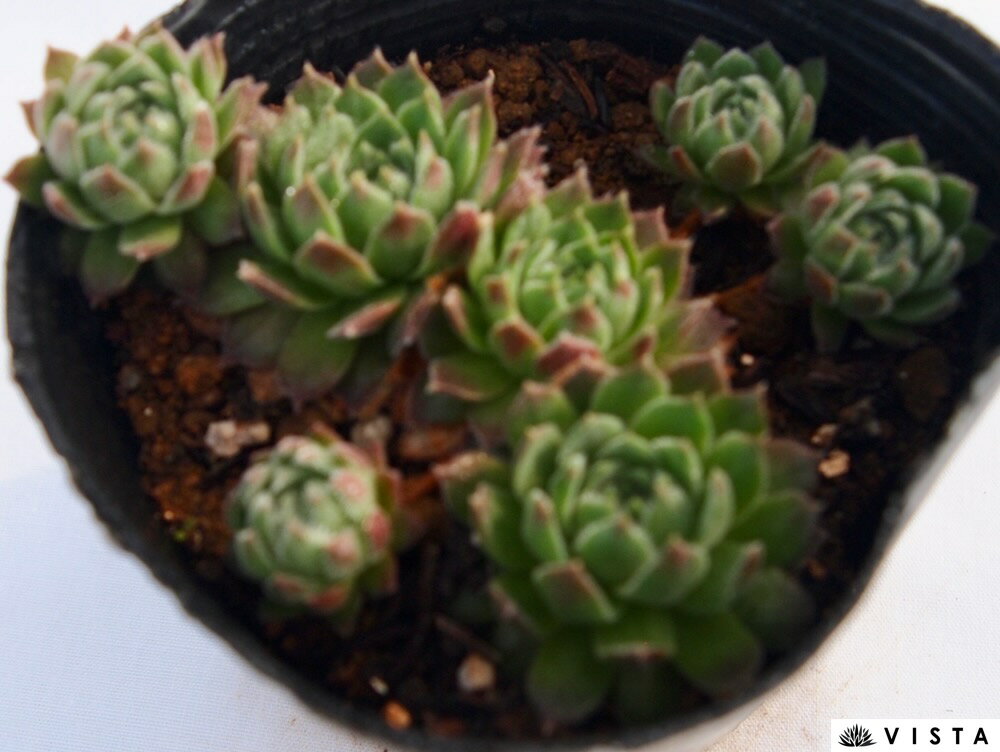 Other Succulents - サンキスト センペルビウム属　多肉植物　9cmポット観葉植物 雑貨 おすすめ インテリア 暮らし 地植え 鉢植え 子株 寒さ 紅葉