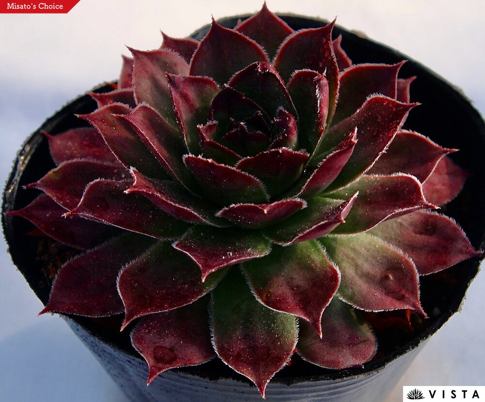 テクトラム センペルビウム属　多肉植物　9cmポット観葉植物 雑貨 おすすめ インテリア 暮らし 地植え 鉢植え 子株 寒さ 紅葉