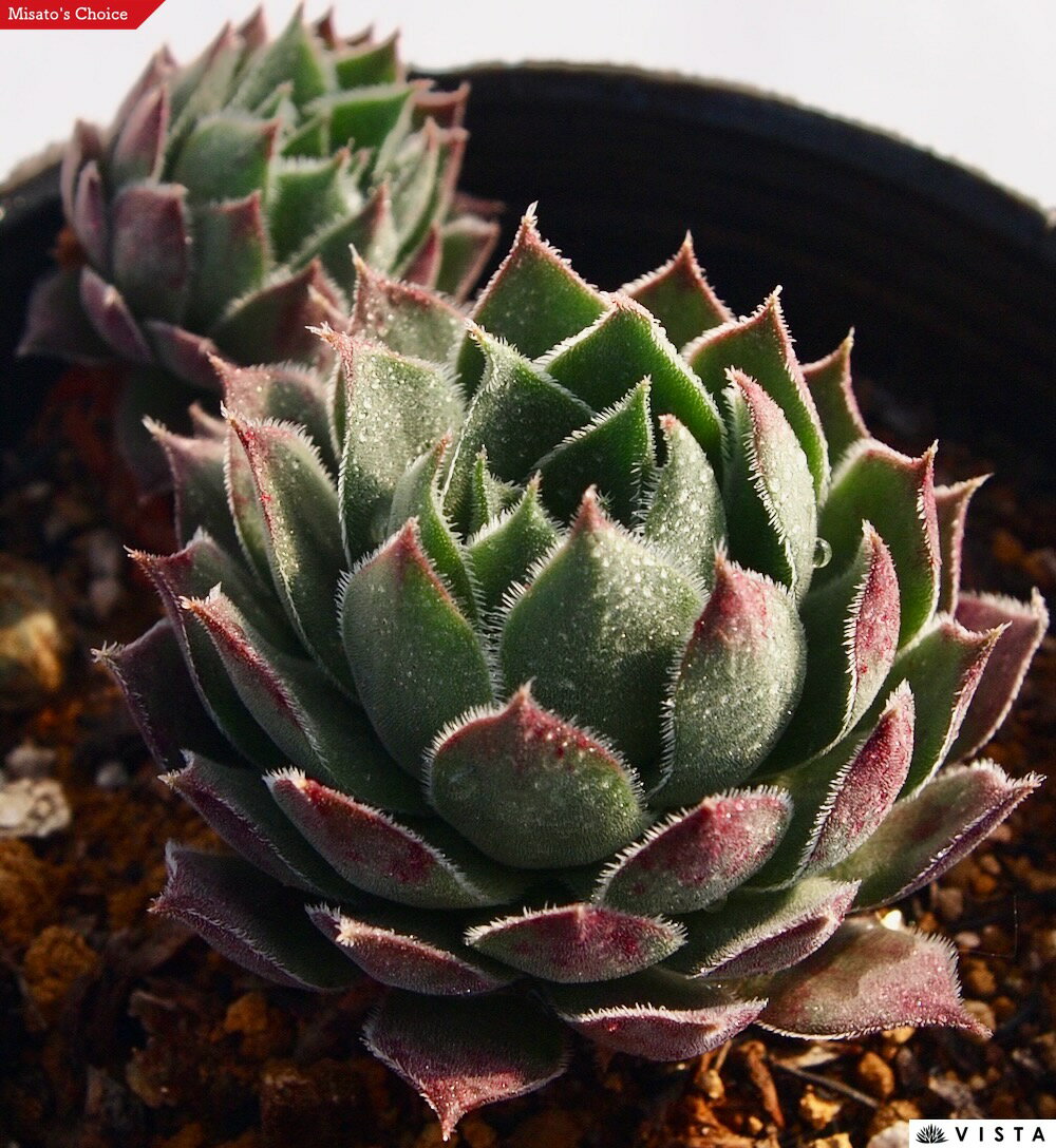 Rakuten - ブルネー センペルビウム属　多肉植物　9cmポット観葉植物 雑貨 おすすめ インテリア 暮らし 地植え 鉢植え 子株 寒さ 紅葉