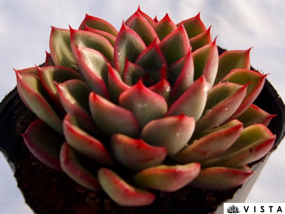 グリーンマイル　エケベリア属　多肉植物　9cmポット観葉植物 雑貨 おすすめ インテリア 暮らし 室内 植物 育て方 サボテン 多肉