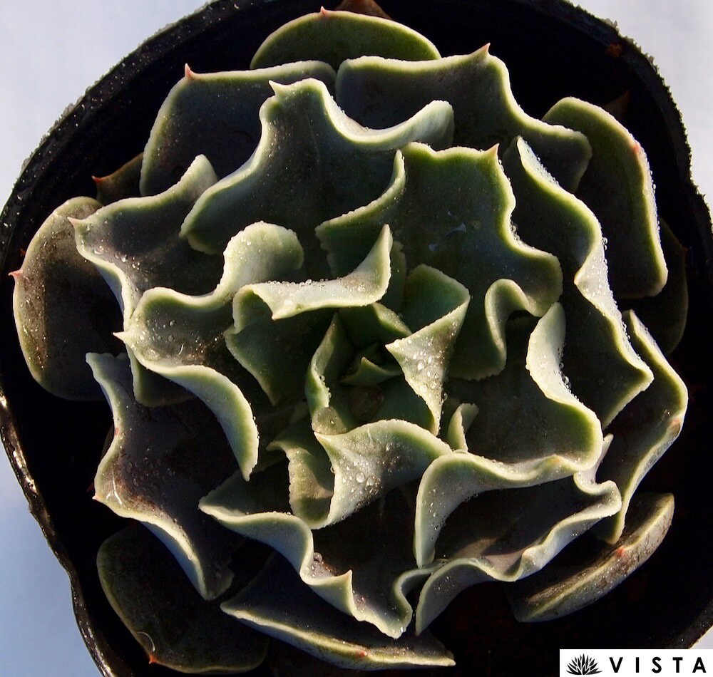 ホワイトゴースト　エケベリア属　多肉植物　9cmポット観葉植物 雑貨 おすすめ インテリア 暮らし 室内 植物 育て方 サボテン 多肉