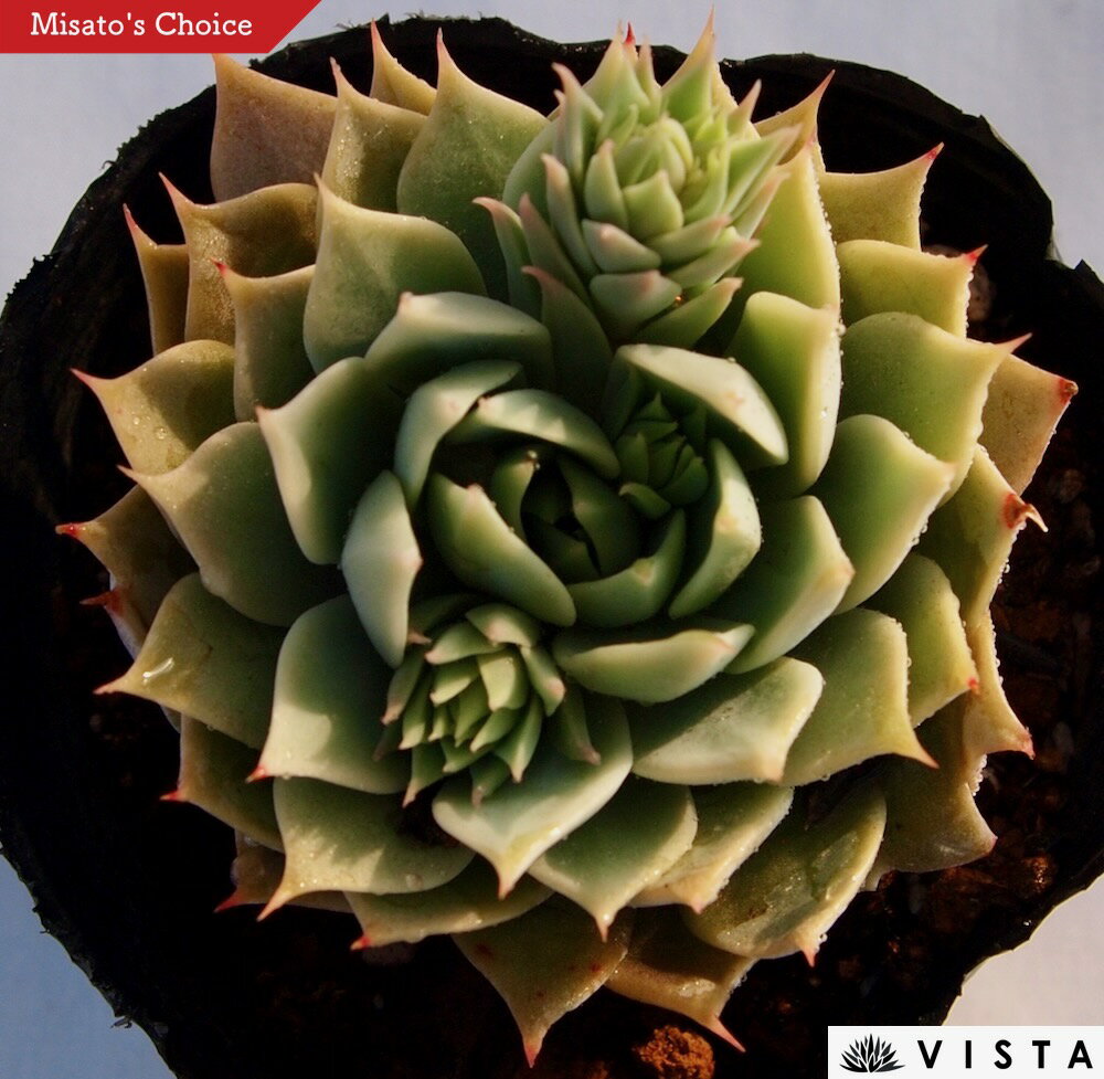 グラディウス　エケベリア属　多肉植物　9cmポット観葉植物 雑貨 おすすめ インテリア 暮らし 室内 植物 育て方 サボテン 多肉