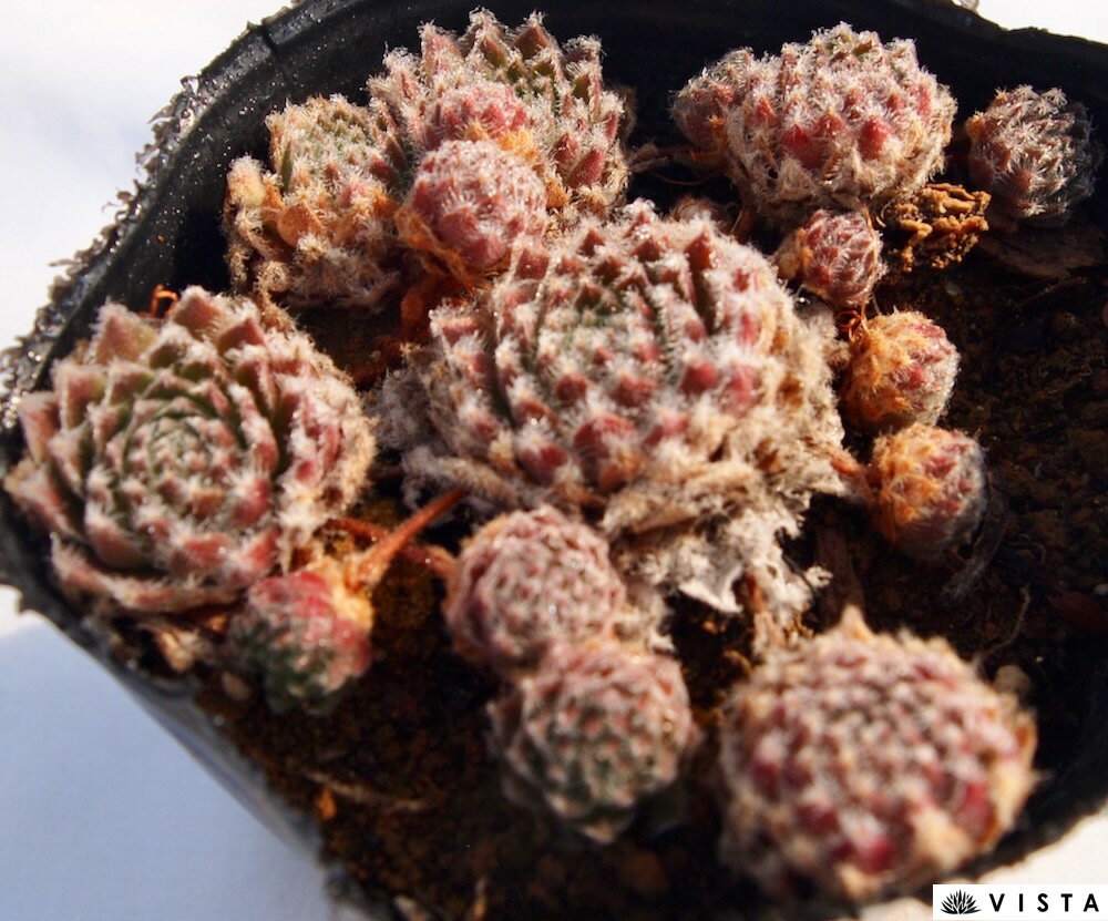 Rakuten - ソポト センペルビウム属　多肉植物　9cmポット観葉植物 雑貨 おすすめ インテリア 暮らし 地植え 鉢植え 子株 寒さ 紅葉