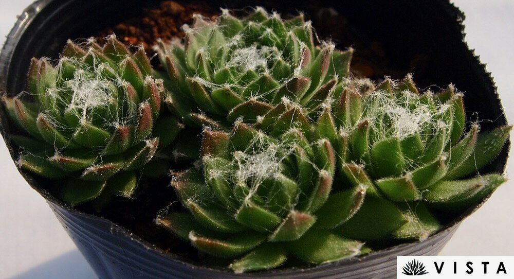 Rakuten - クラマーズスピナード センペルビウム属　多肉植物　9cmポット観葉植物 雑貨 おすすめ インテリア 暮らし 地植え 鉢植え 子株 寒さ 紅葉