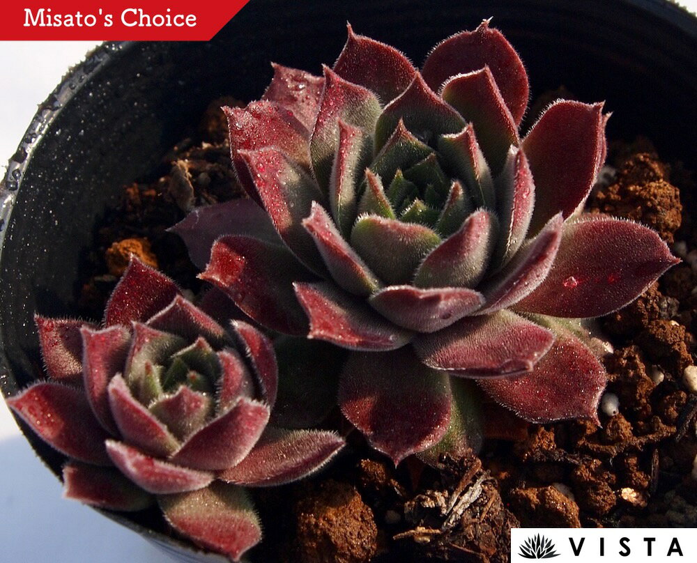 Other Aquatic Plants - 藤つぼ（フジツボ） センペルビウム属　多肉植物　9cmポット観葉植物 雑貨 おすすめ インテリア 暮らし 地植え 鉢植え 子株 寒さ 紅葉