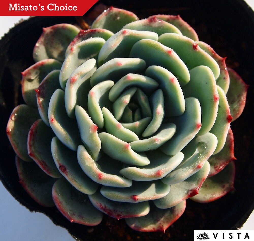 レグレンシスXラウィ　エケベリア属　多肉植物　9cmポット観葉植物 雑貨 おすすめ インテリア 暮らし 室内 植物 育て方 サボテン 多肉