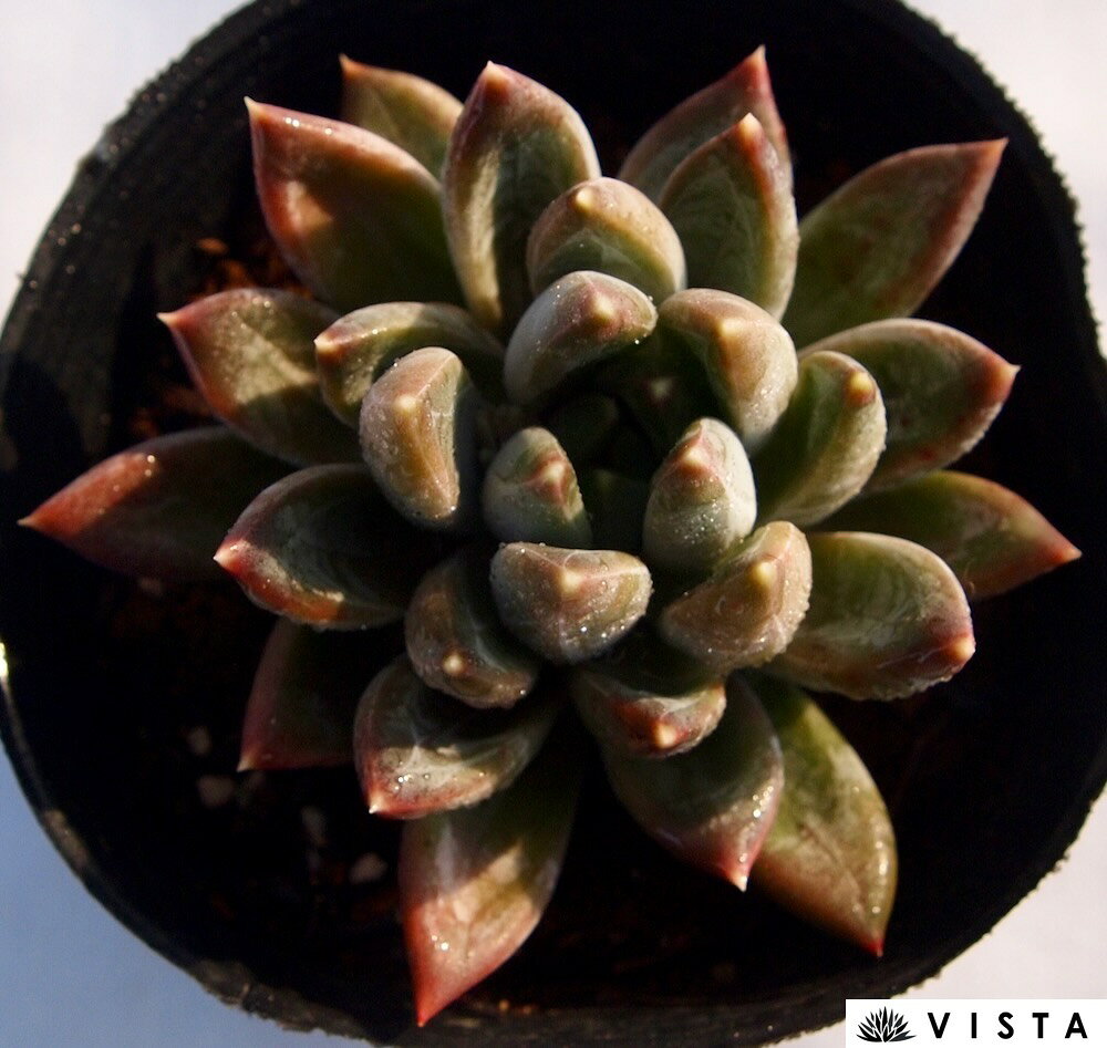 ŷ��̡������٥ꥢ°��¿����ʪ��9cm�ݥåȴ��տ�ʪ ���� �������� ����ƥꥢ ��餷 ���� ��ʪ ����� ���ܥƥ� ¿��