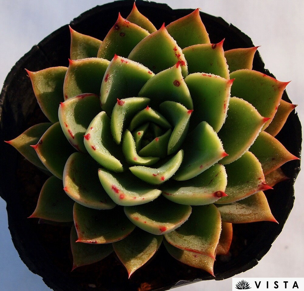アイスピンキー　エケベリア属　多肉植物　9cmポット観葉植物 雑貨 おすすめ インテリア 暮らし 室内 植物 育て方 サボテン 多肉