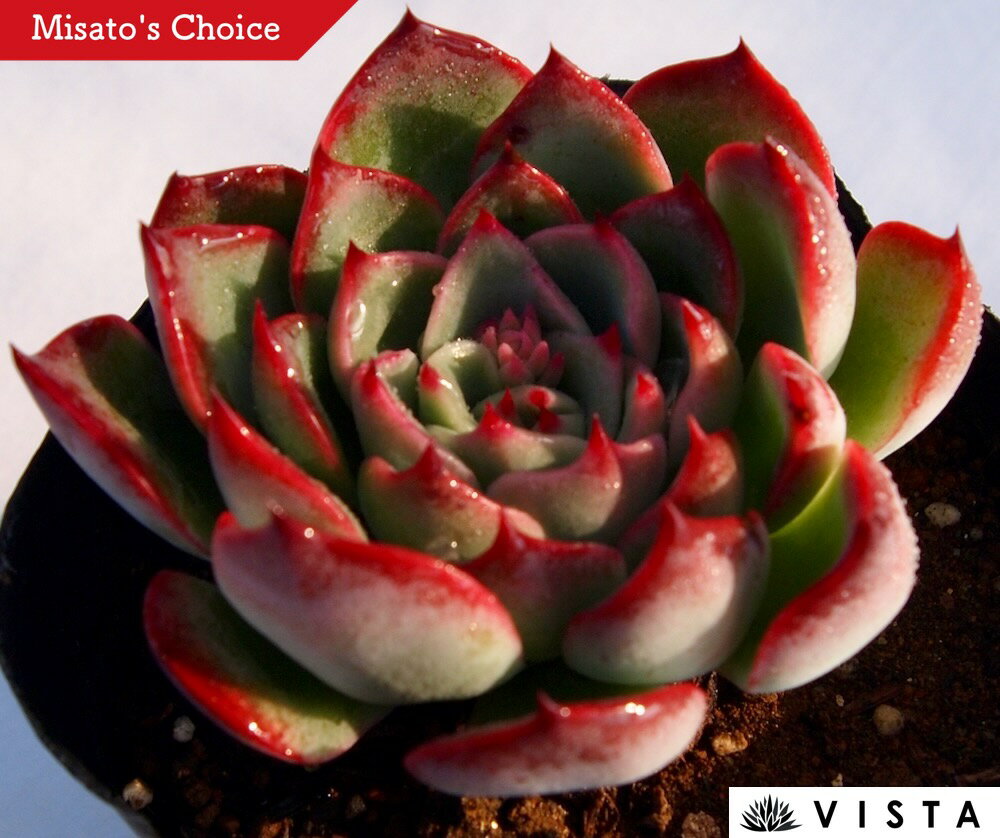 アモール　エケベリア属　多肉植物　9cmポット観葉植物 雑貨 おすすめ インテリア ...