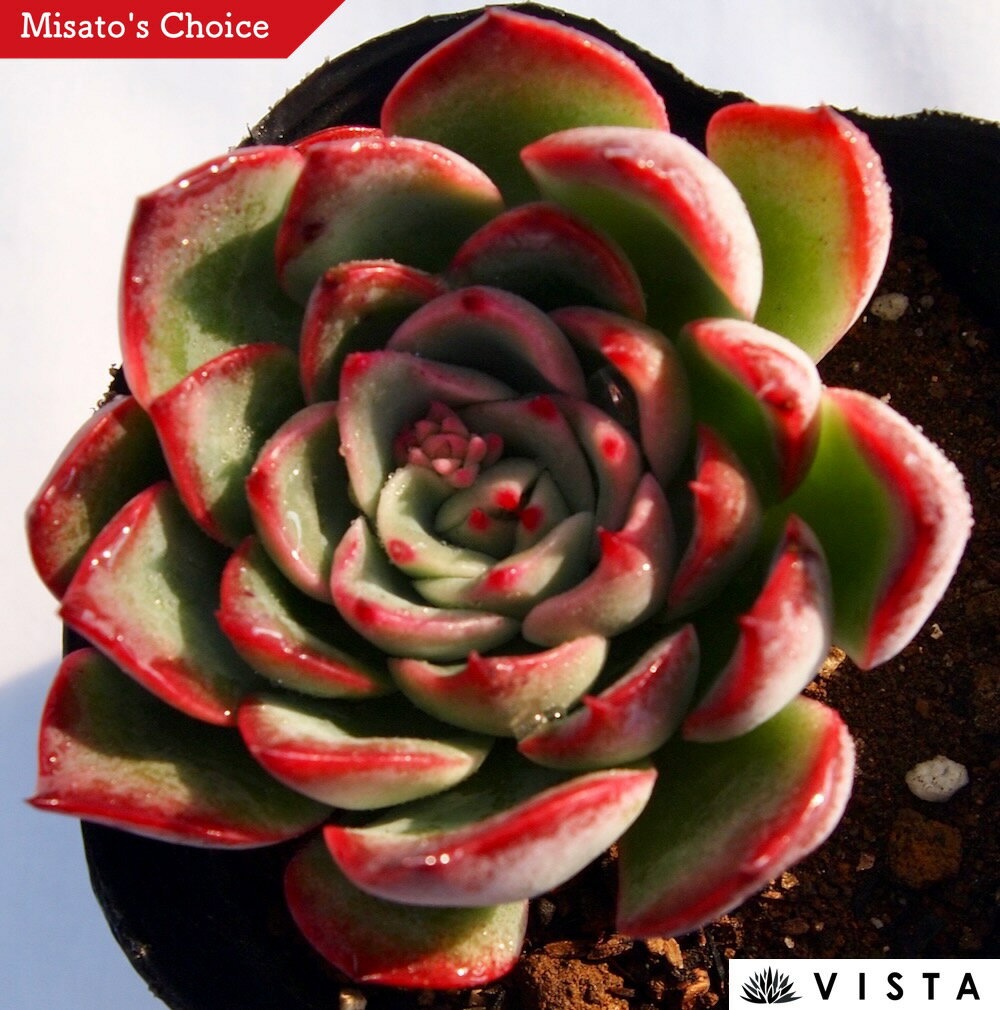 アモール　エケベリア属　多肉植物　9cmポット観葉植物 雑貨 おすすめ インテリア 暮らし 室内 植物 育て方 サボテン 多肉