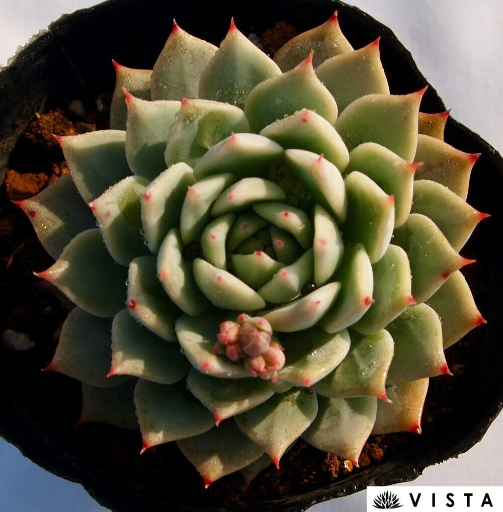 カリプソ　エケベリア属　多肉植物　9cmポット観葉植物 雑貨 おすすめ インテリア 暮らし 室内 植物 育て方 サボテン 多肉