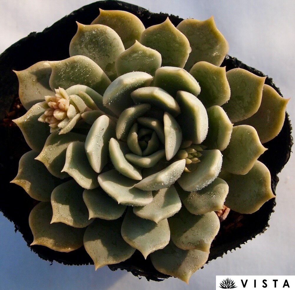 エリソン　エケベリア属　多肉植物　9cmポット観葉植物 雑貨 おすすめ インテリア 暮らし 室内 植物 育て方 サボテン 多肉