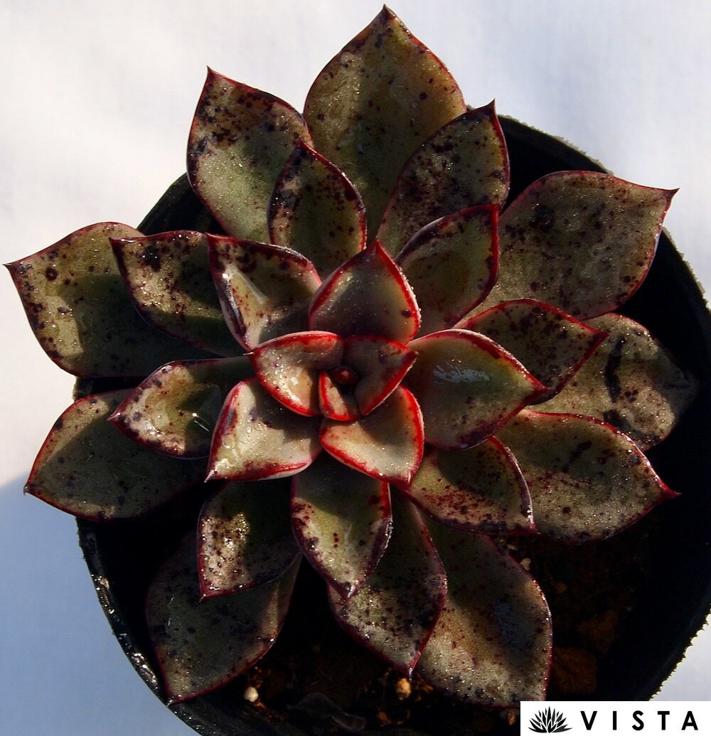 リガー　エケベリア属　多肉植物　9cmポット観葉植物 雑貨 おすすめ インテリア 暮らし 室内 植物 育て方 サボテン 多肉