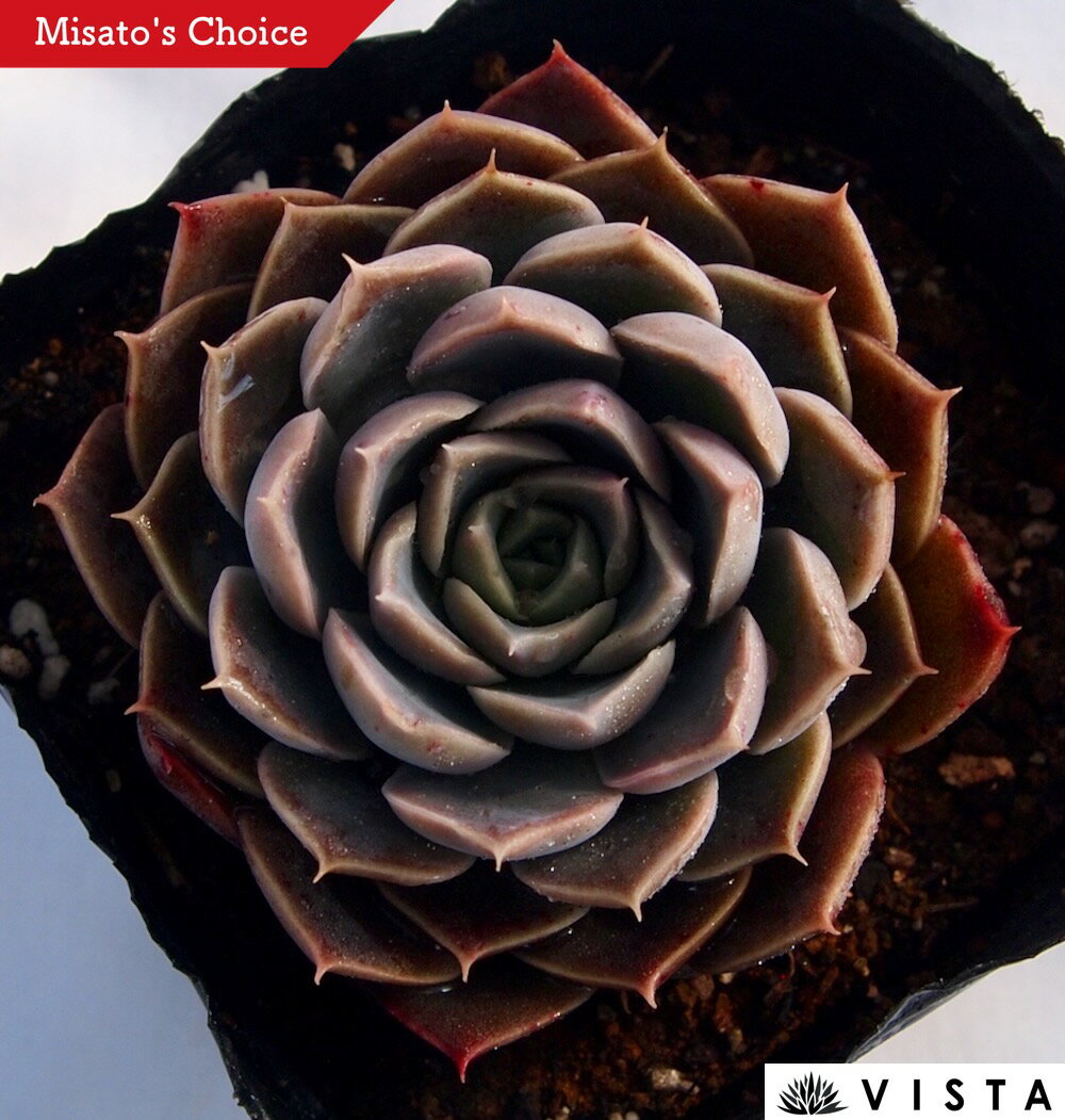 サンタマリア　エケベリア属　多肉植物　9cmポット観葉植物 雑貨 おすすめ インテリア 暮らし 室内 植物 育て方 サボテン 多肉