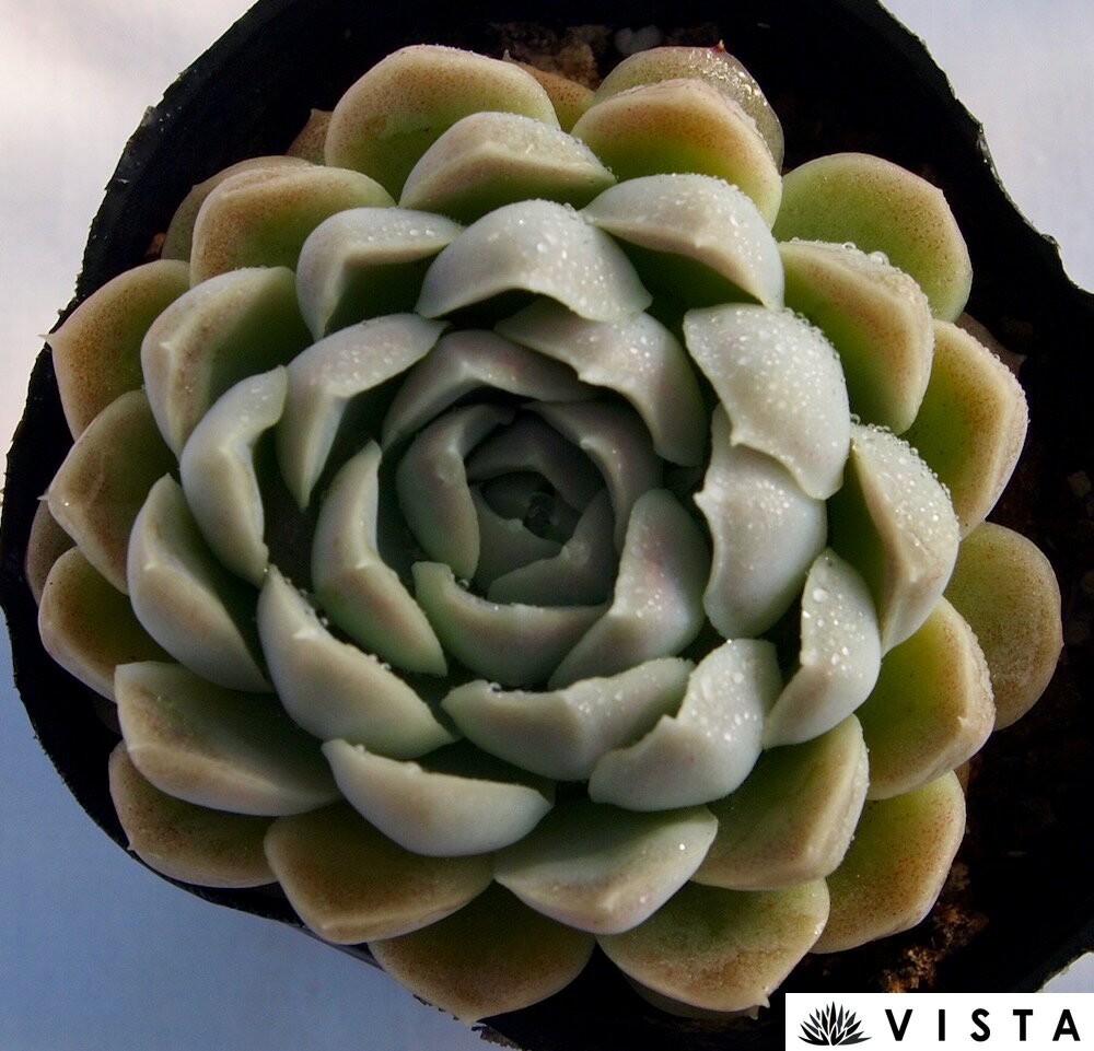 ヒューミリス　エケベリア属　多肉植物　9cmポット観葉植物 雑貨 おすすめ インテリア 暮らし 室内 植物 育て方 サボテン 多肉