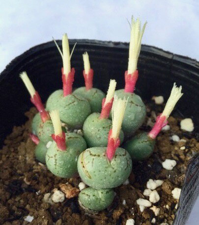 Other Aquatic Plants - ヒリー コノフィツム属　多肉植物　9cmポット