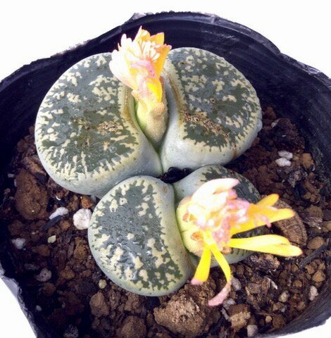 弁天玉リトープス属多肉植物9cmポット