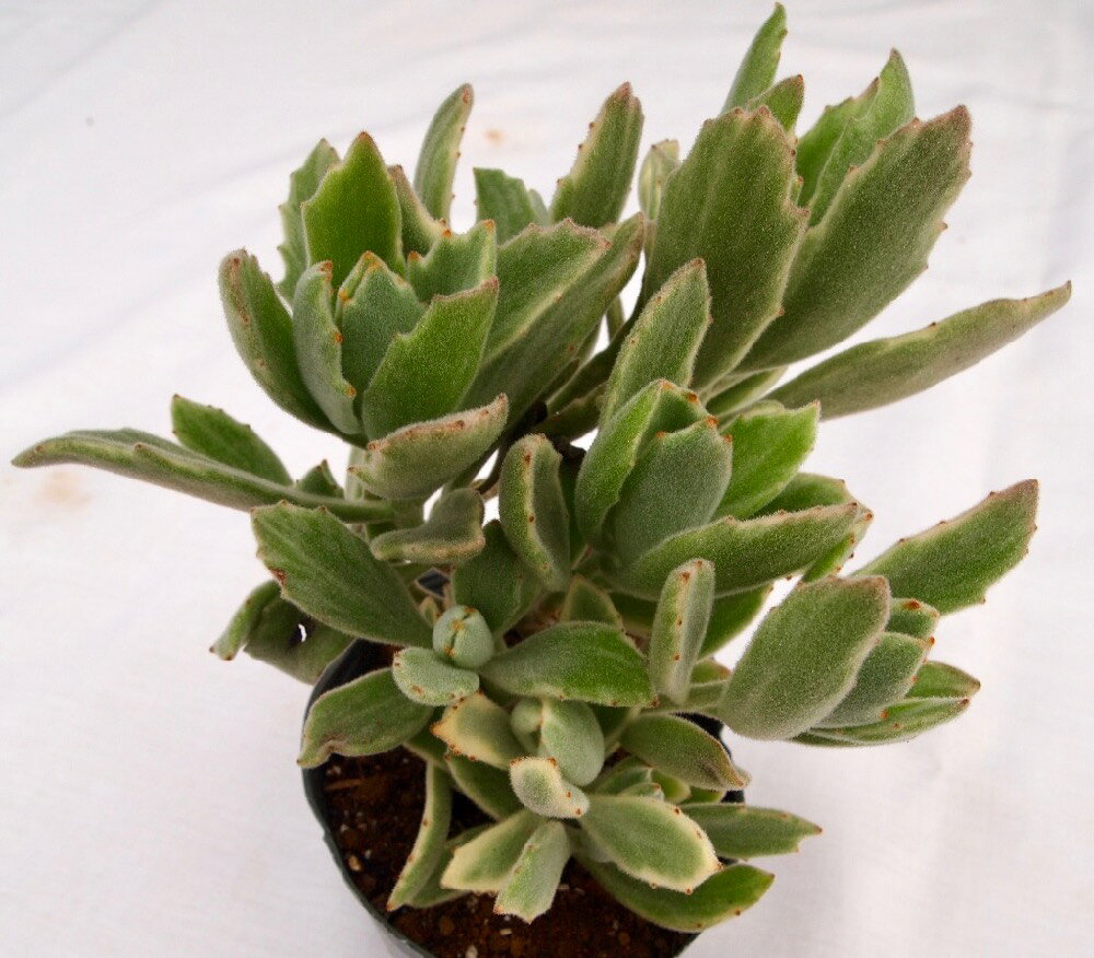 Rakuten - 月の光（ツキノヒカリ）【デラックス多肉】 カランコエ属　多肉植物 10.5cmポット観葉植物 雑貨 おすすめ インテリア 暮らし 多肉植物 剪定 水耕栽培 鉢植え 花