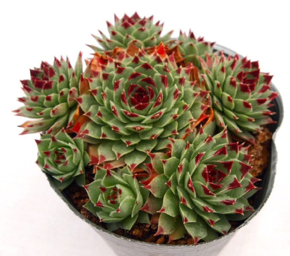 綾桜（アヤザクラ）【デラックス多肉】センペルビウム属　多肉植物　10.5cmポット観葉植物 雑貨 おすすめ インテリア 暮らし 地植え 鉢植え 子株 寒さ 紅葉