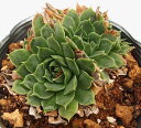フューフェリー・ラボトビ【デラックス多肉】ジョビバルバ属 多肉植物 10.5cmポット
