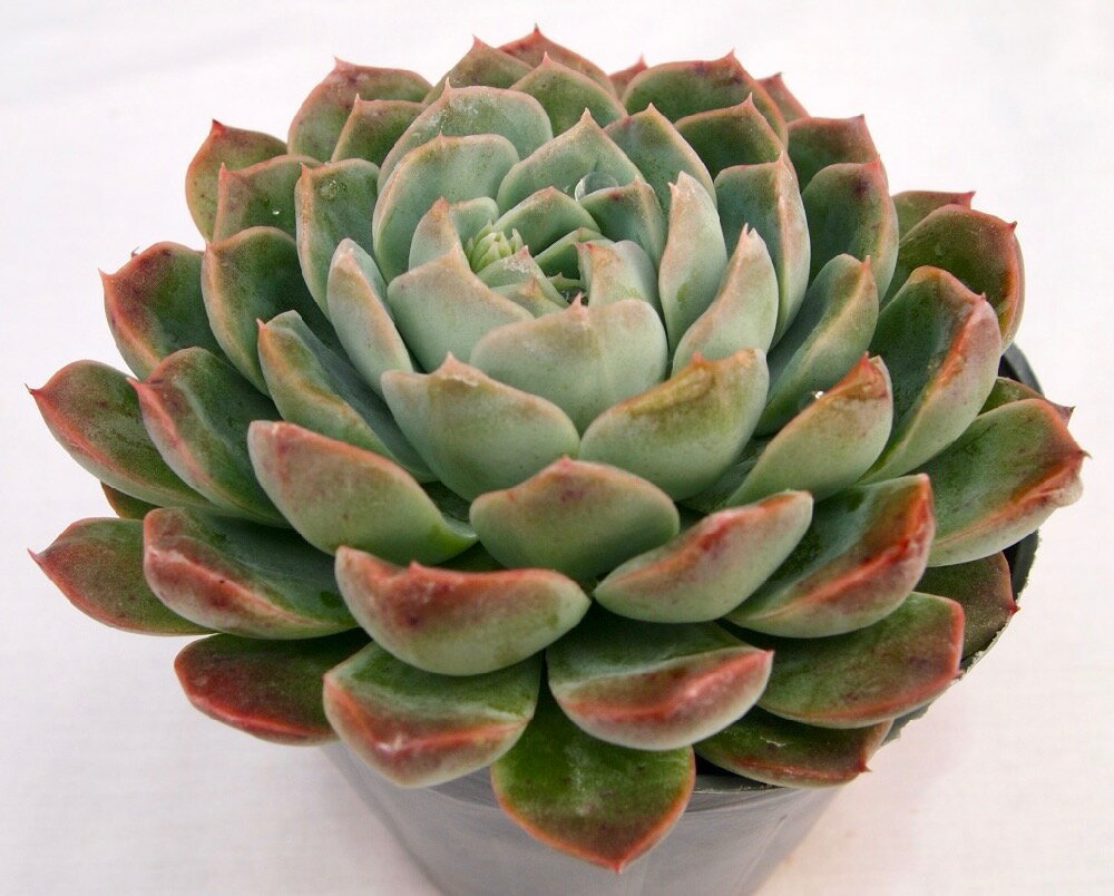 Echeveria