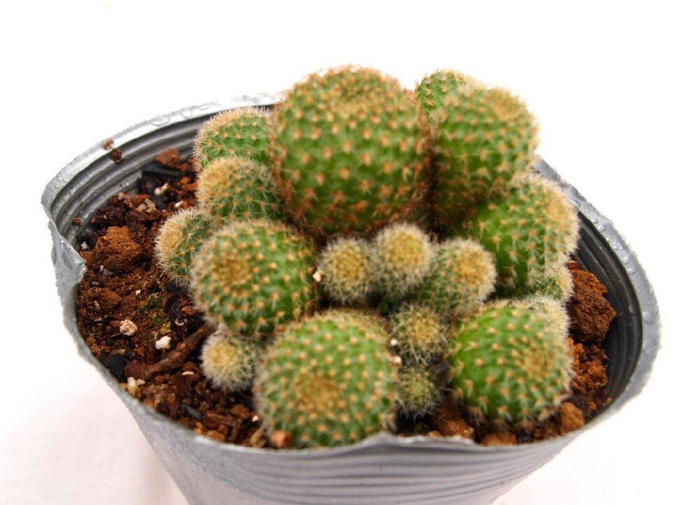 Rebutiaperplexa