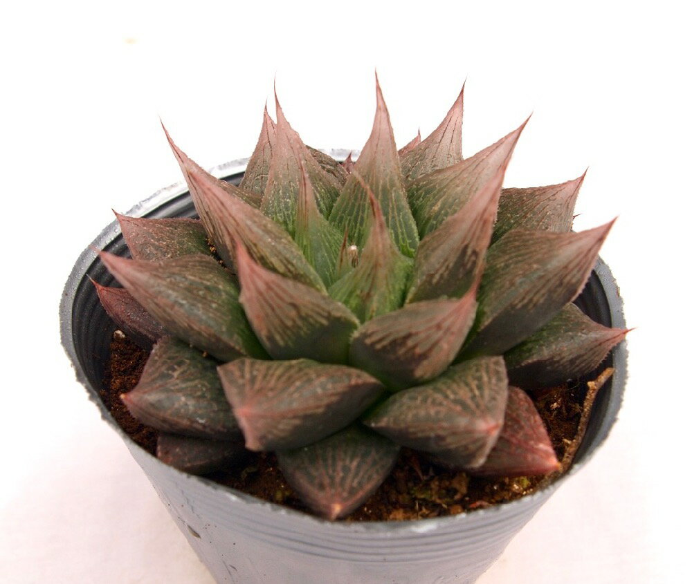 Other - 紫牡丹（ムラサキボタン）【デラックス多肉】ハオルチア属　多肉植物　10.5cmポット観葉植物 雑貨 おすすめ インテリア 暮らし ハオルシア haworthia サボテン 植物
