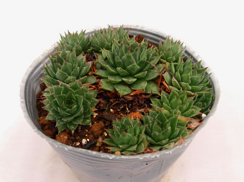 ウラヌス【デラックス多肉】　センペルビウム属　多肉植物　10.5cmポット観葉植物 雑貨 おすすめ インテリア 暮らし 地植え 鉢植え 子株 寒さ 紅葉
