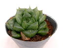 OiTZWjyfbNXznI`A@A@10.5cm|bgϗtA G  CeA 炵 nIVA haworthia T{e A