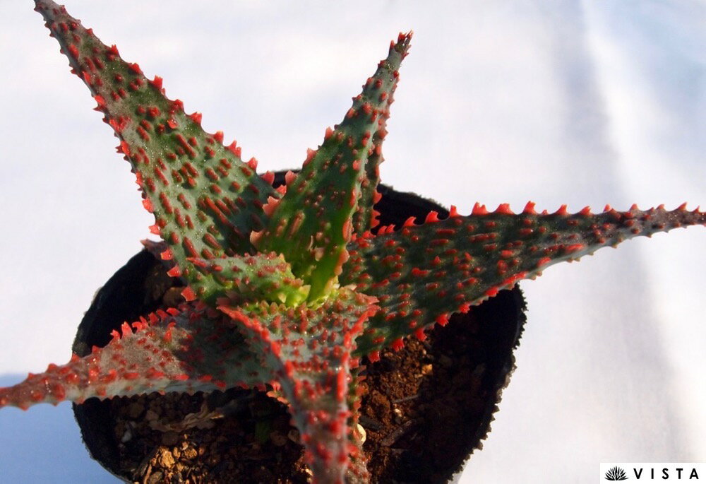 バイパー アロエ属 多肉植物 9cmポット観葉植物 雑貨 おすすめ インテリア 暮らし 育て方 植物 種類 使い方 ケア