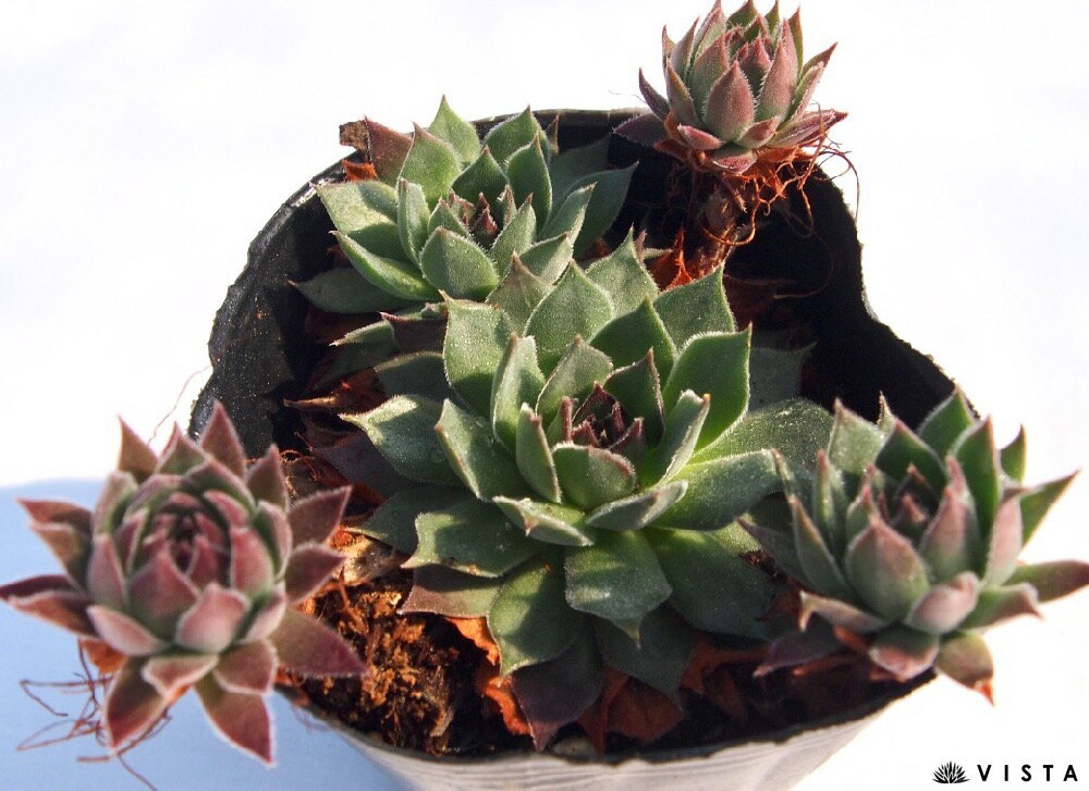 バーディズビッグレッド　センペルビウム属　多肉植物　9cmポット観葉植物 雑貨 おすすめ インテリア 暮らし 地植え 鉢植え 子株 寒さ 紅葉