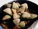 ̋́imMKj@nI`A@A@9cm|bg ϗtA G  CeA 炵 nIVA haworthia T{e A